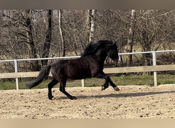 Islandshäst, Hingst, 9 år, 140 cm, Svart