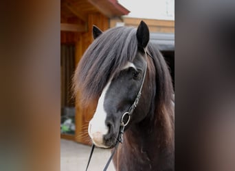 Islandshäst, Hingst, 9 år, 140 cm, Svart