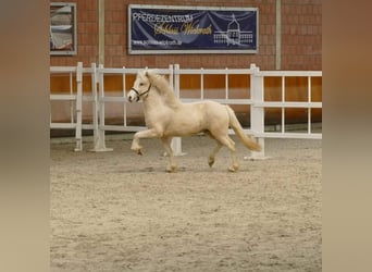 Islandshäst, Hingst, 3 år, 147 cm, Cremello