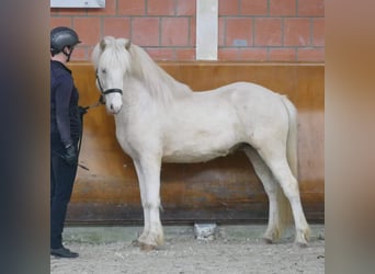 Islandshäst, Hingst, 3 år, 147 cm, Cremello
