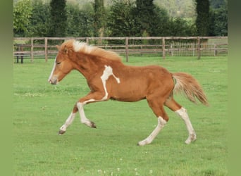 Islandshäst, Hingst, Föl (03/2024), 140 cm, Pinto