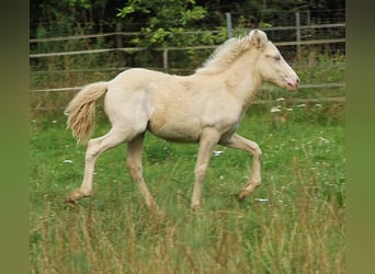 Islandshäst, Hingst, Föl (05/2024), 142 cm, Perlino