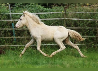 Islandshäst, Hingst, Föl (05/2024), 142 cm, Perlino