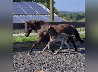 Islandshäst, Hingst, Föl (06/2024), 146 cm, Svart