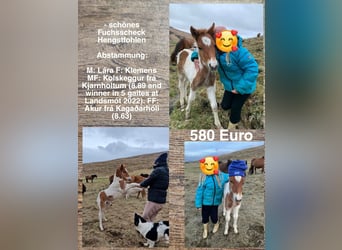 Islandshäst, Hingst, Föl (01/2023)