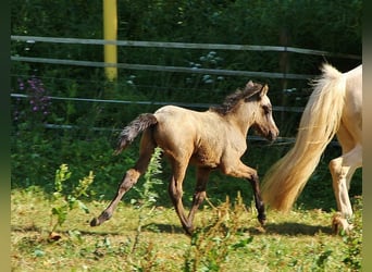 Islandshäst, Hingst, Föl (05/2023), Grå