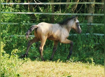 Islandshäst, Hingst, Föl (05/2023), Grå