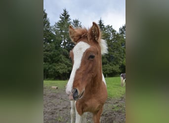 Islandshäst, Hingst, Föl (05/2024), Pinto