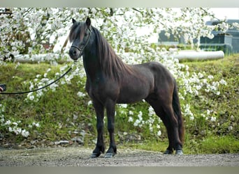 Islandshäst, Hingst, 5 år, 148 cm, Svart