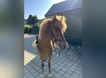 Islandshäst, Sto, 10 år, 139 cm, fux