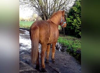 Islandshäst, Sto, 10 år, 142 cm, Fux