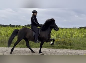 Islandshäst, Sto, 10 år, 143 cm, Svart