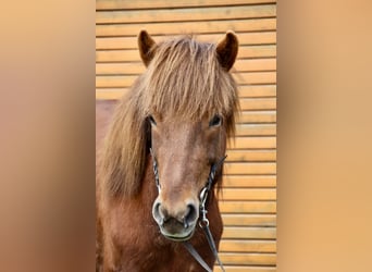 Islandshäst, Sto, 10 år, 145 cm, fux