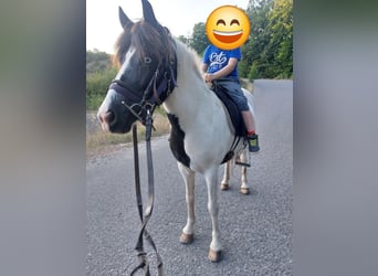 Islandpferd, Stute, 11 Jahre, 136 cm, Schecke