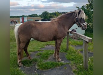 Islandshäst, Sto, 11 år, 140 cm, Black