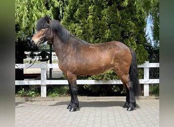 Islandshäst, Sto, 11 år, 140 cm, Brun