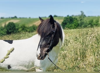 Islandshäst, Sto, 11 år, 140 cm, Pinto