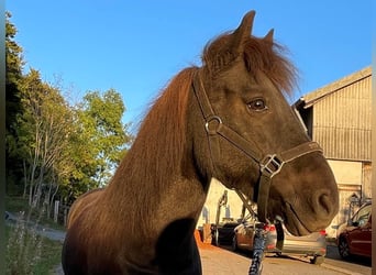 Islandshäst, Sto, 11 år, 140 cm, Svart