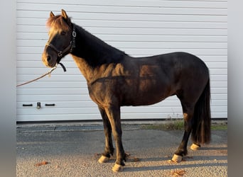 Islandshäst, Sto, 11 år, 140 cm, Svart
