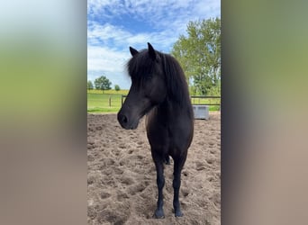 Islandpferd, Stute, 11 Jahre, 145 cm, Rappe