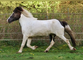 Islandshäst, Sto, 11 år, Pinto