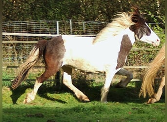 Islandshäst, Sto, 11 år, Pinto