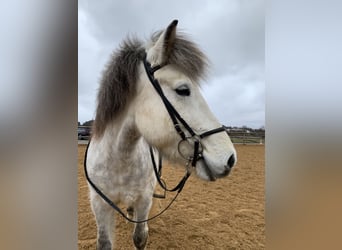 Islandshäst, Sto, 12 år, 138 cm, Grå