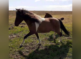 Islandshäst, Sto, 12 år, Pinto