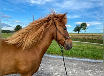 Islandshäst, Sto, 13 år, 132 cm, fux