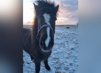 Islandshäst, Sto, 13 år, 134 cm, Rökfärgad svart