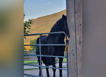 Islandshäst, Sto, 13 år, 140 cm, Svart