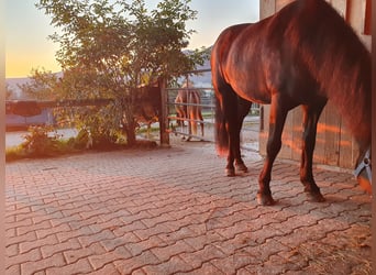 Islandshäst, Sto, 13 år, 140 cm, Svart