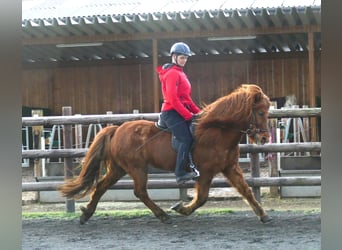Islandshäst, Sto, 13 år, 147 cm, fux
