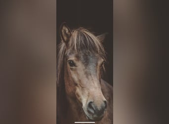 Islandshäst, Sto, 14 år, 133 cm, Brun