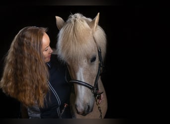 Islandshäst, Sto, 15 år, 139 cm, Palomino