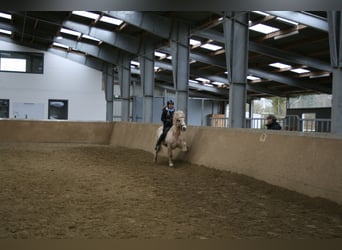 Islandshäst, Sto, 15 år, 139 cm, Palomino