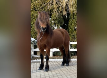Islandshäst, Sto, 15 år, 140 cm, Brun