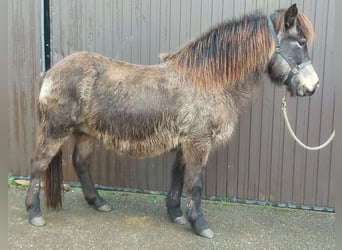 Islandshäst, Sto, 15 år, 142 cm, Gulbrun