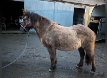 Islandshäst, Sto, 16 år, 140 cm, Black