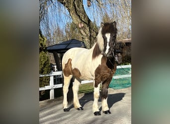 Islandshäst, Sto, 16 år, 143 cm, Pinto