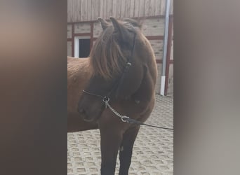 Islandshäst, Sto, 16 år, 144 cm, Pinto