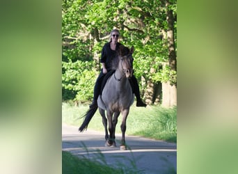 Islandshäst Blandning, Sto, 16 år, 149 cm, Black
