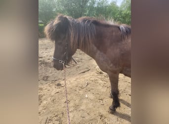 Islandshäst, Sto, 18 år, 140 cm, Mörkbrun