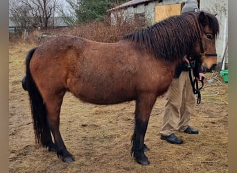 Islandshäst, Sto, 19 år, 139 cm, Brun