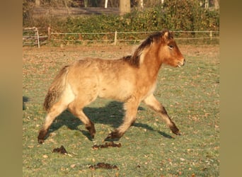 Islandshäst, Sto, 1 år, 138 cm, Brunskimmel