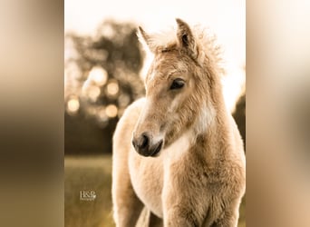 Islandshäst, Sto, 1 år, 140 cm, Palomino