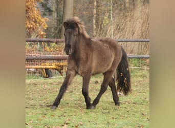Islandshäst, Sto, 1 år, 140 cm, Svart