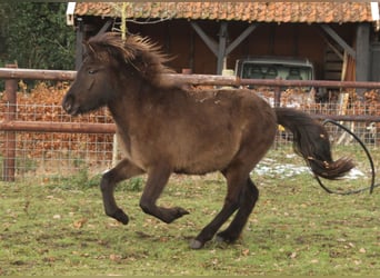 Islandshäst, Sto, 1 år, 140 cm, Svart