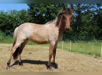 Islandshäst, Sto, 1 år, 143 cm, Brunskimmel