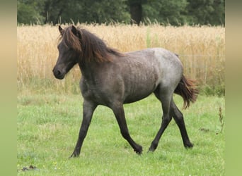 Islandshäst, Sto, 1 år, 145 cm, Konstantskimmel